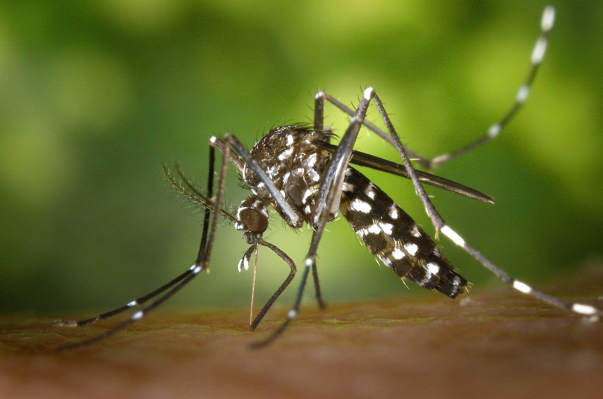 CONSIGLI E SOLUZIONI SU COME SCONFIGGERE LE PERICOLOSE ZANZARE!: zanzara tigre